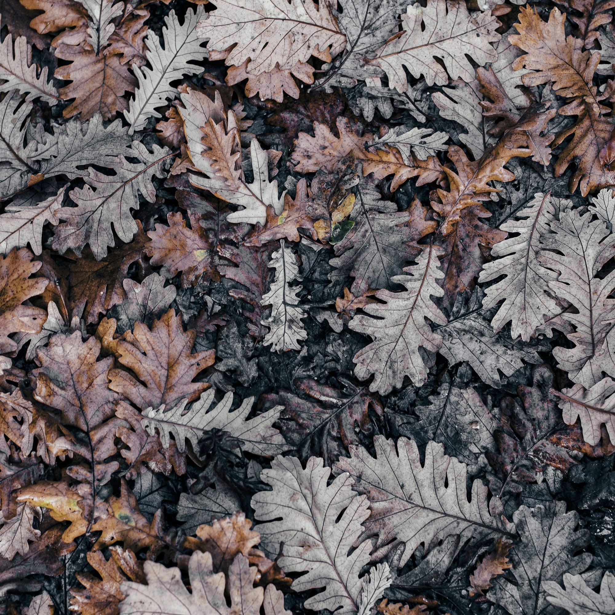 TOP 10 patarimų kaip gaudyti karpius rudenį 🍂